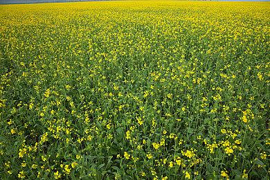 传闻：一个《杀手本能》新作在开发中